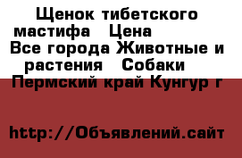 Щенок тибетского мастифа › Цена ­ 60 000 - Все города Животные и растения » Собаки   . Пермский край,Кунгур г.